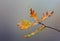 Autumn oak twig in morning dew