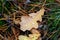 Autumn oaks leafage