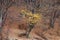 Autumn in October through the beech forests of the Buzau mountains