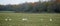 Autumn in October. The colors of nature. River floodplain and swan flock on the field