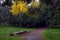 Autumn October landscape. Yellow autumn trees and fallen autumn leaves on the wet footpath in park alley