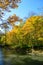 Autumn of Oirase Gorge in Aomori Pref.