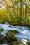 Autumn of Oirase Gorge in Aomori Pref.