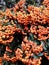 Autumn orange berries on tree branches background. Rowan tree backdrop, closeup of bright rowan berry