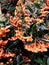 Autumn orange berries on tree branches background. Rowan tree backdrop, closeup of bright rowan berry