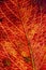 Autumn orange bright leaf texture close up macro.