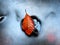 Autumn orange colors in water. Death beech leaf lay on stone in mountain stream.