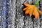 Autumn Orange flower on a gray background, illustration