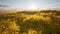 Autumn orange forest top view Fall red leaves trees woods awesome landscape