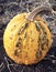 Autumn orange gourd with pimples and bumps.