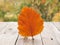 Autumn orange leaf in wooden table and in front of a colorful fall landscape. Macro view of intensely colorful leaf