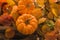 Autumn orange pumpkins, widely used for Halloween, with a background of dry and reddish leaves as well as a wooden box