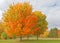 Autumn orange sugar maple trees on hillside