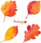 Autumn orange watercolor painted foliage set