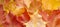 Autumn.Orange, yellow, red autumn leaves for background.