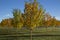 Autumn orchard of decorative trees with some leaves on ground