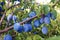 Autumn orchard full of fruits, ripe plums.