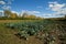 Autumn organic farm landscape