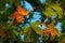 Autumn oriental plane tree leaves and fruits in sunlight