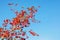 Autumn. Ornamental branch with bright red leaves and fruits against blue sky on sunny day. European spindle