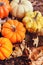 Autumn ornamental pumpkin collection