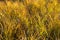 Autumn outdoor golden yellow wild grass
