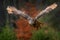 Autumn owl fly.  Eurasian Eagle Owl, Bubo bubo, with open wings in flight, forest habitat in background, orange autumn trees.