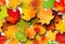 Autumn painting, Autumn maple leaves