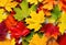 Autumn painting, Autumn maple leaves