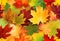 Autumn painting, Autumn maple leaves