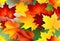 Autumn painting, Autumn maple leaves