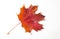 Autumn painting, Autumn maple leaves, different colors. Yellow, red, burgundy, green, orange