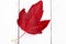 Autumn painting, Autumn maple leaves, Solitary leaf on white background, different colors.