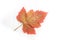 Autumn painting, Autumn maple leaves, Solitary leaf on white background, different colors. Yellow, red, burgundy, green, orange,