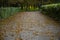 Autumn park asphalt road for walking without people here now in September weather calm day time and falling leaves on ground