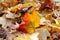 Autumn in the park, background of fallen gold and red maple leaves lying on the ground