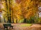 Autumn in the park. Beautiful Gold Foliage Trees with Bench. Calm Scene.