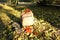 In the autumn park, a beige backpack on a stump in the rays of the setting sun. Weekend relaxation concept on autumn sunny day