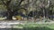 Autumn park bench under shade tree in a public park landscape scenery. Summer environment background