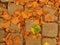 Autumn park cobble stone footpath with dry orange lime tree leaves , colorful leaf