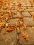 Autumn park cobble stone footpath with dry orange oak leaves , colorful leaf