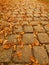 Autumn park cobble stone footpath with dry orange oak leaves , colorful leaf