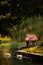 Autumn park dramatic landscape vertical photography with pond with swans and wooden cabin for birds and sun rays background