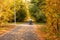 Autumn park. Fallen yellow autumn leaves lie npa asphalt road. A man in a wheelchair is eating on the way. Autumn