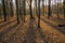 Autumn park, forest with sun rays beautiful landscape photo. Almost bare trees and colorful leaves on the ground.