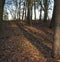 Autumn park, forest with sun rays beautiful landscape photo. Almost bare trees and colorful leaves on the ground.