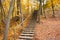 Autumn park forest yellow leaves landscape, stairs