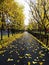 Autumn in the park - golden alley
