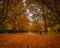 Autumn in the Park, Invercargill, New Zealand