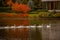 Autumn park with a lake, a flock of white swans swims in the water